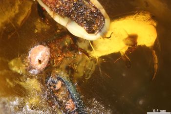 Media type: image;   Entomology PALE-27771